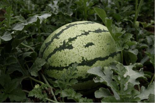 2023年6月网红吃瓜,盘点热门事件与幕后真相  第3张